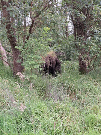 Whiles travelling I really wanted to explore what could be living in this odd looking grassy cave, but I was told it might be a wild animal that wouldn&#39;t appreciate my curiosity.