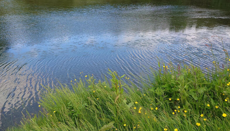 I liked the water ripples when the wind was blowing, I could not see any fish though.