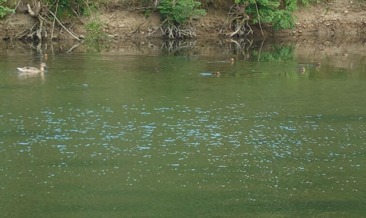 Mother duck and her children ducklings